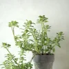 Tropiske Planter|Danskavlede Planter^PLANT Plectranthus Malaga