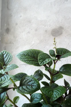 Tropiske Planter|Danskavlede Planter^PLANT Plectranthus purpuratus