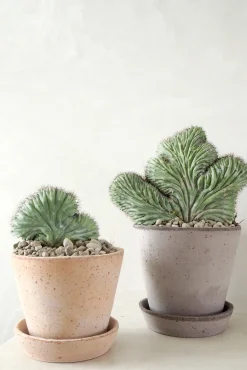 Ørkenplanter Og Knoldplanter|Danskavlede Planter^PLANT Polaskia Chipchipe F. Cristata, medium