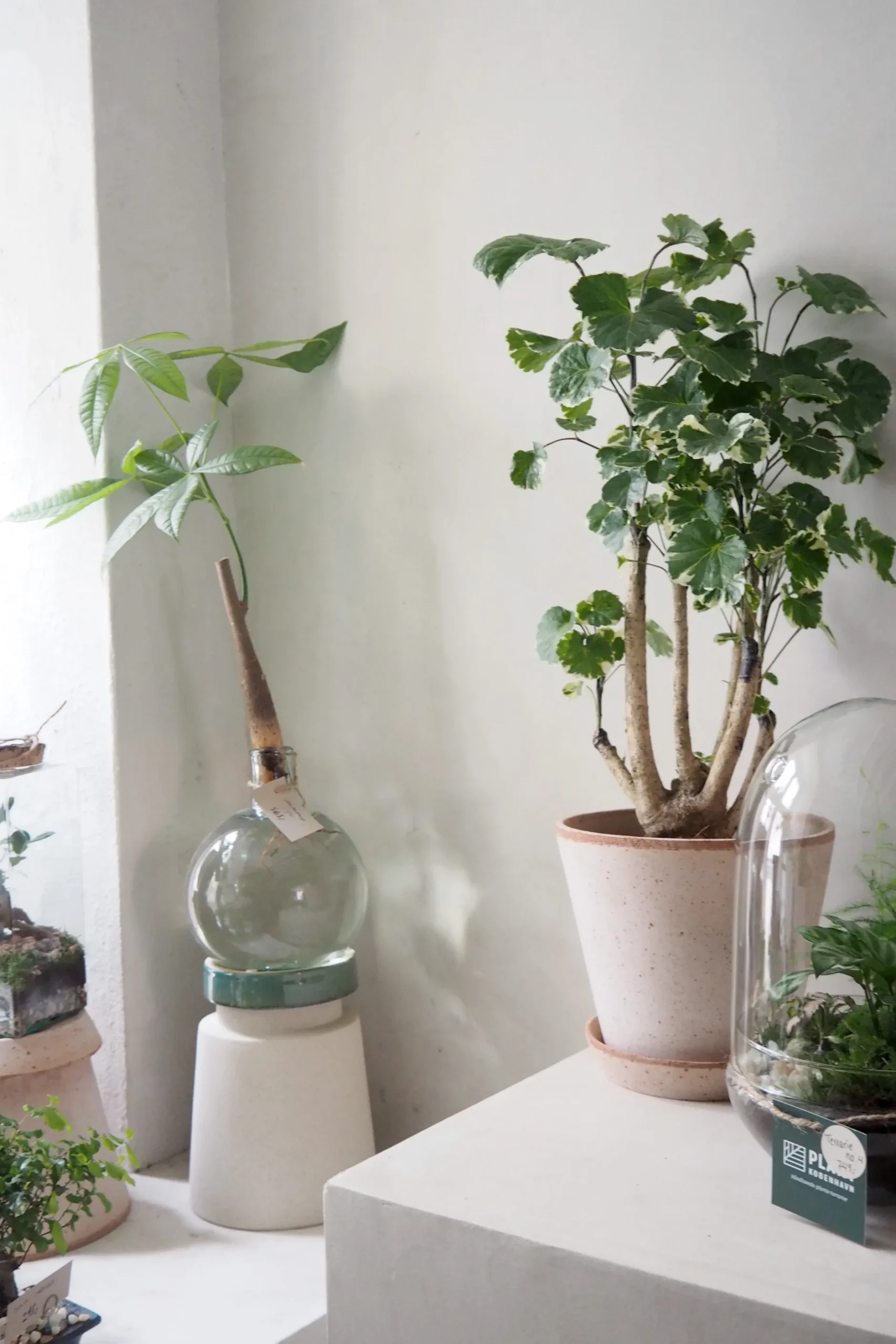Tropiske Planter|Danskavlede Planter^PLANT Polyscias Balfourian