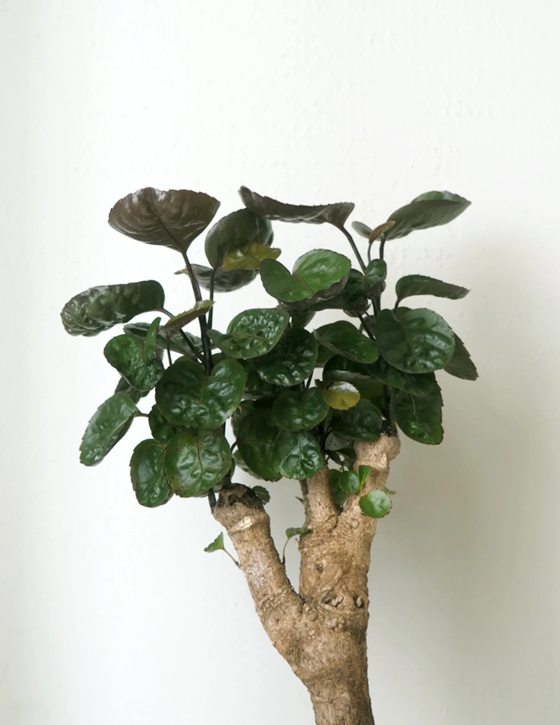 Gulvplanter Og Store Træer|Tropiske Planter^PLANT Polyscias Fabian, stor