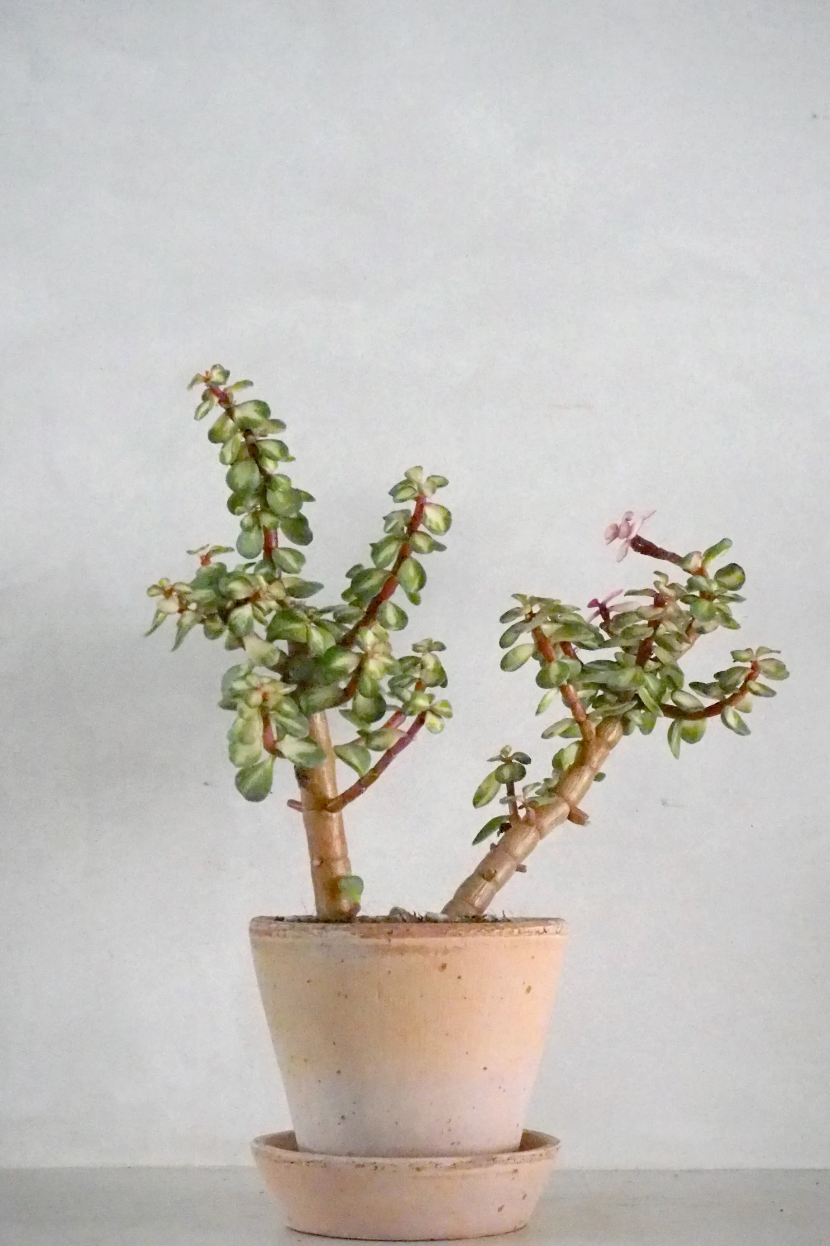 Ørkenplanter Og Knoldplanter|Danskavlede Planter^PLANT Portulacaria afra 'Medio-picta'