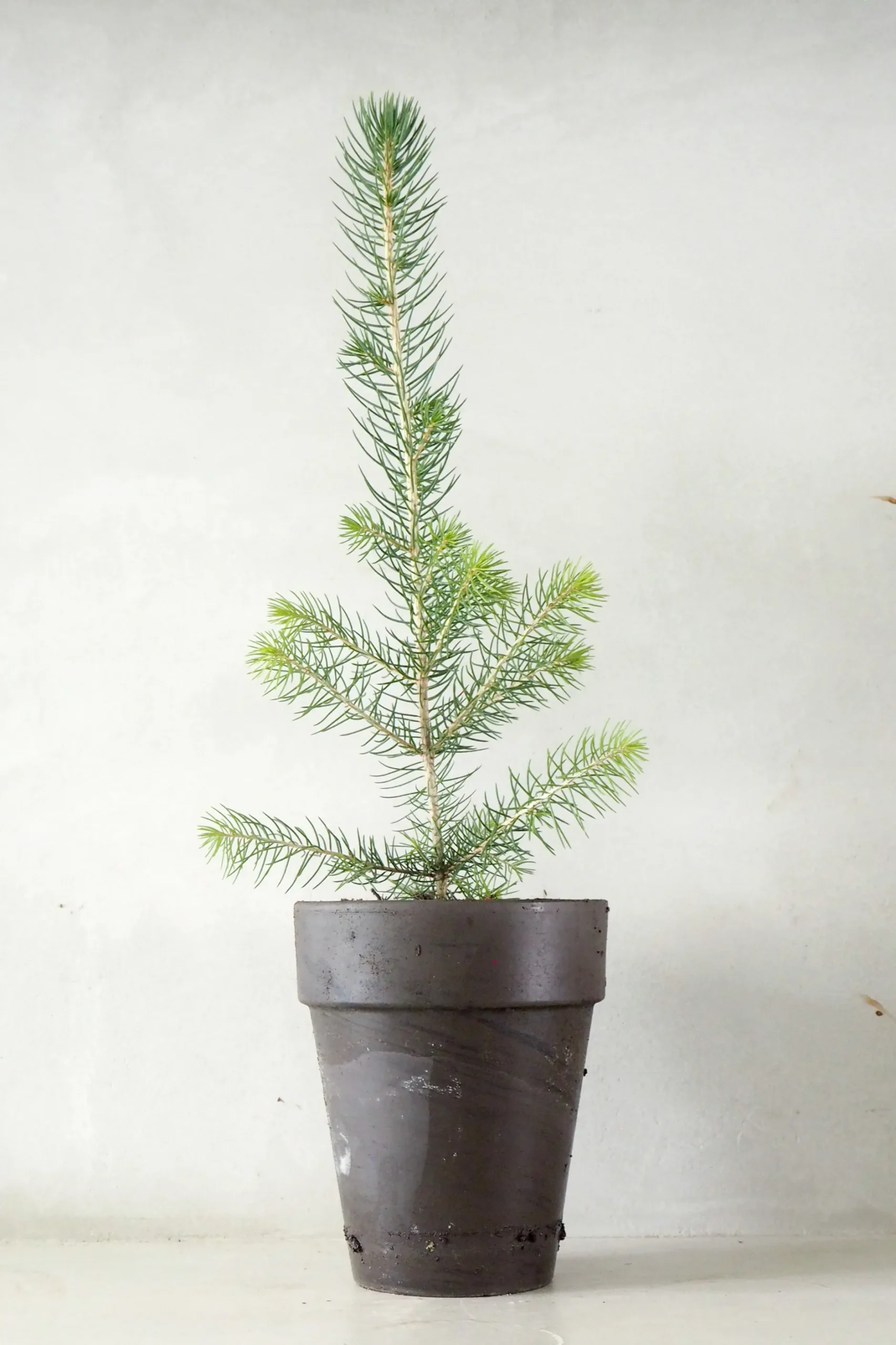 Danskavlede Planter^PLANT Rødgran