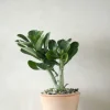 Ørkenplanter Og Knoldplanter^PLANT Ørkenrose, medium