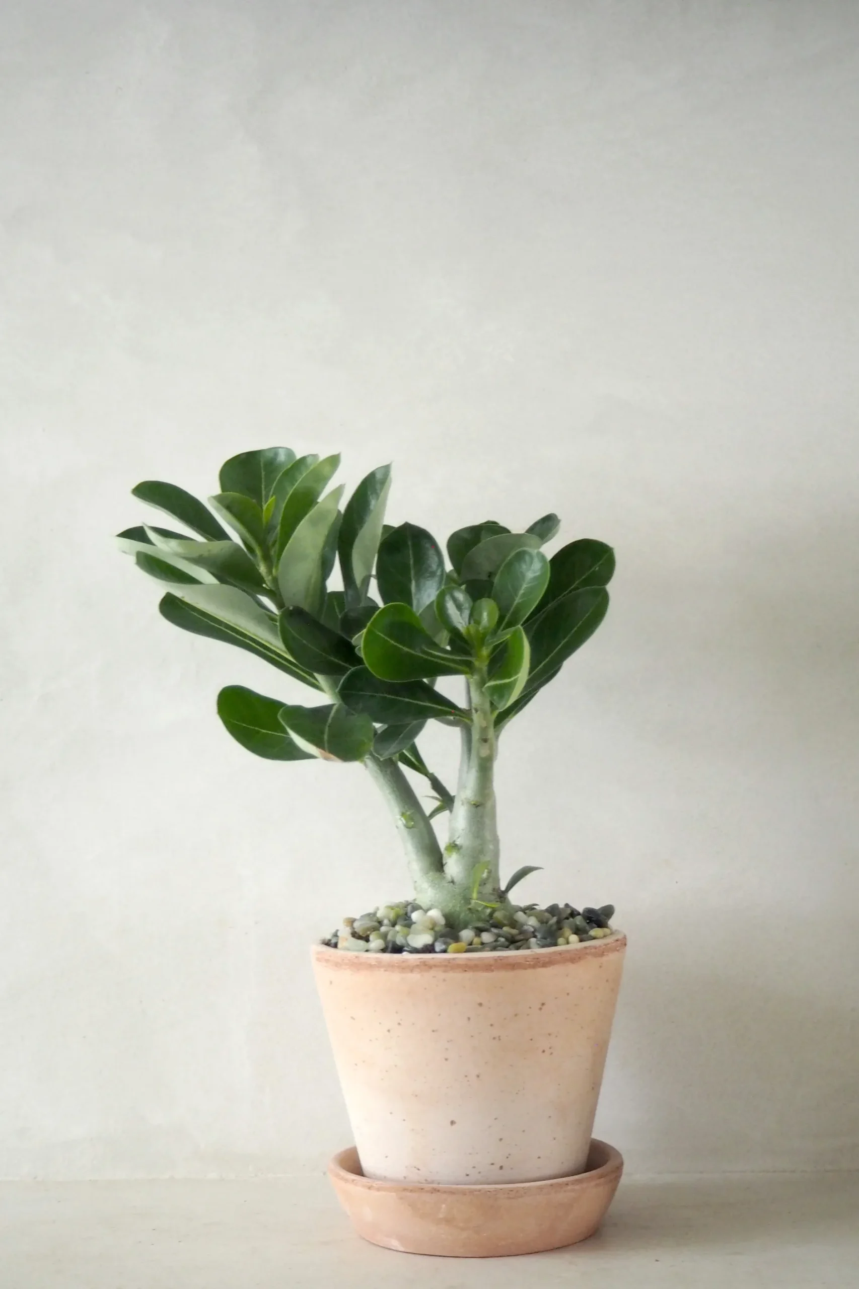 Ørkenplanter Og Knoldplanter^PLANT Ørkenrose, medium