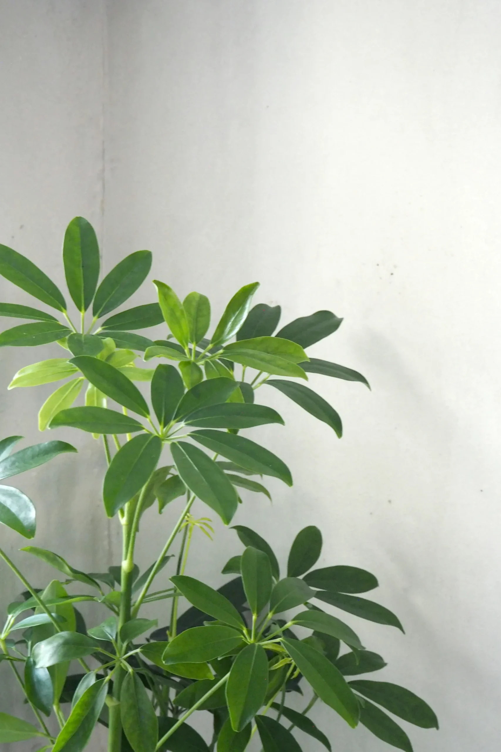 Danskavlede Planter^PLANT Schefflera