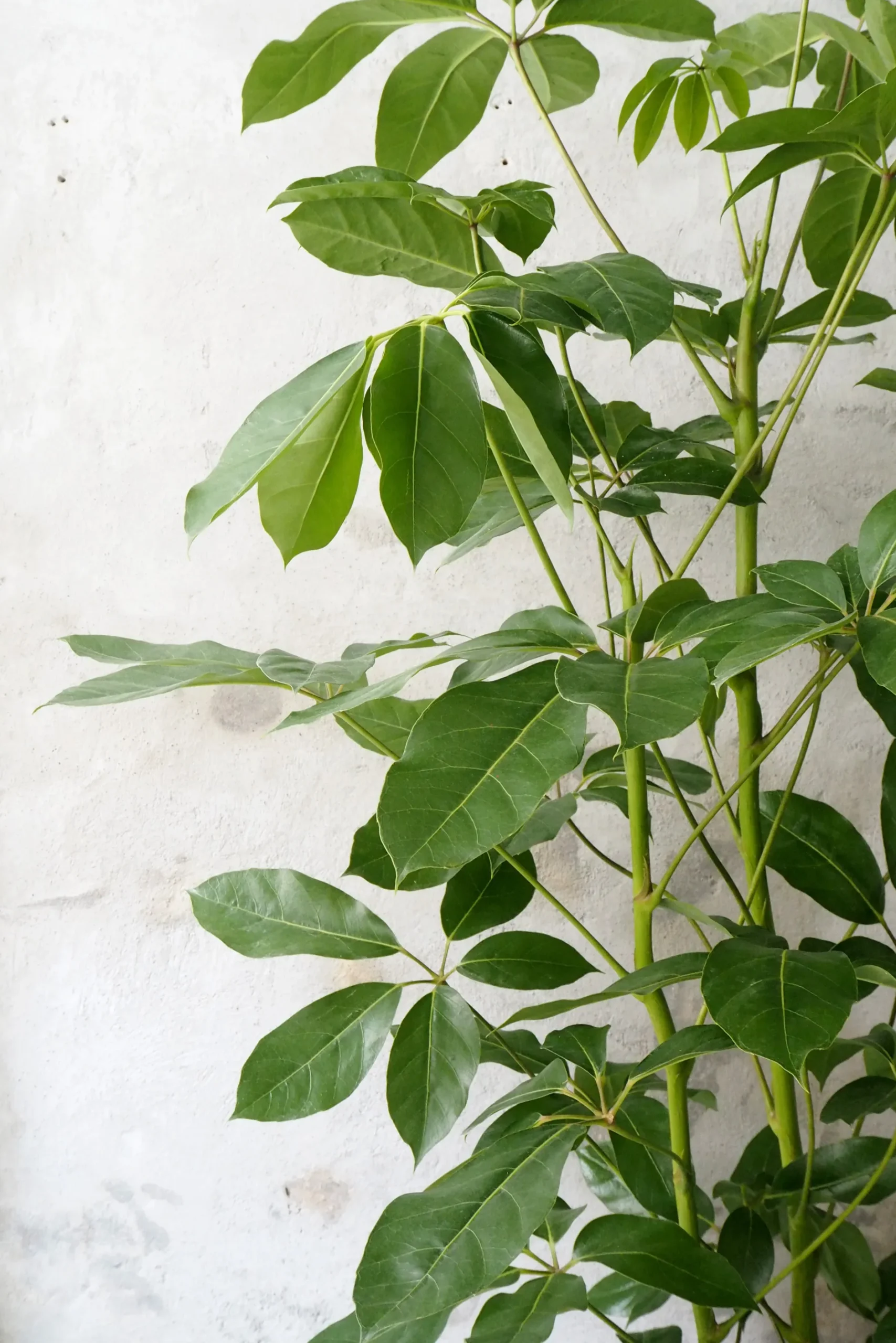 Gulvplanter Og Store Træer|Danskavlede Planter^PLANT Schefflera Amate