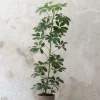Gulvplanter Og Store Træer|Danskavlede Planter^PLANT Schefflera arboricola