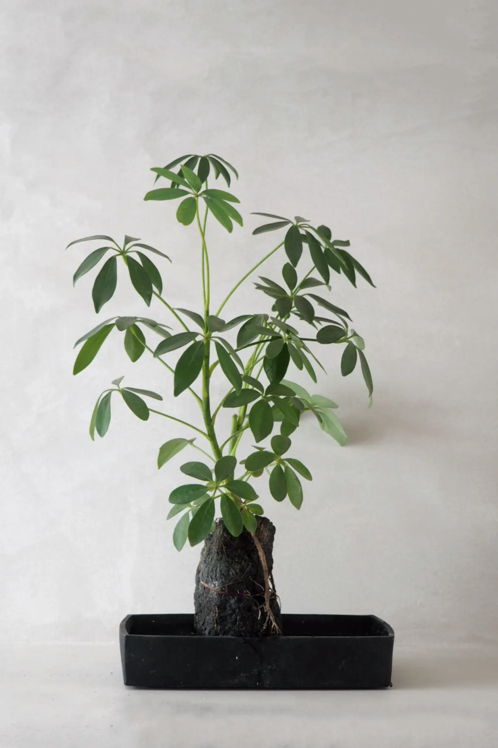 Tropiske Planter^PLANT Schefflera på Lavasten