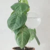 Selvvanding^PLANT Selvvandingsglas, globe