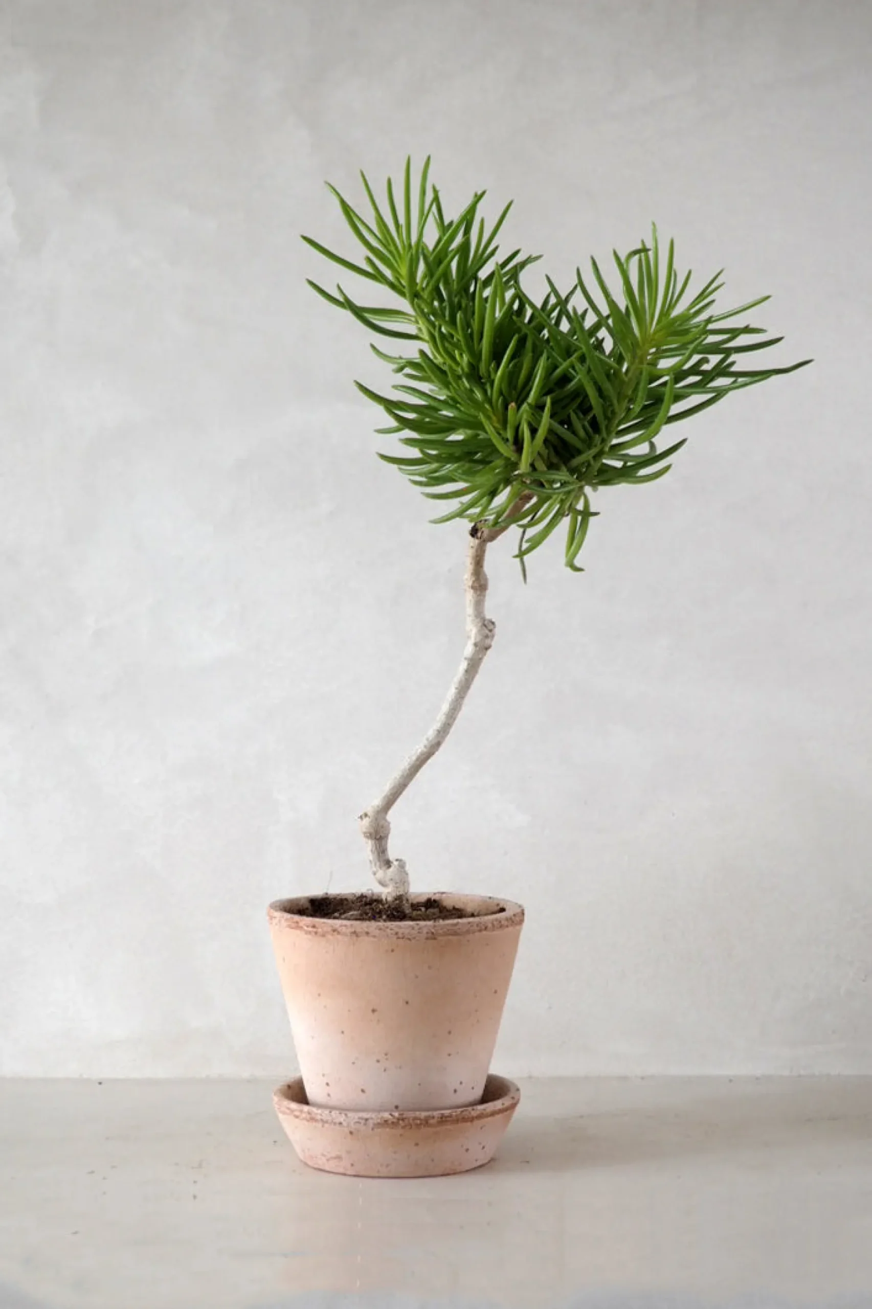 Ørkenplanter Og Knoldplanter^PLANT Senecio barbertonicus