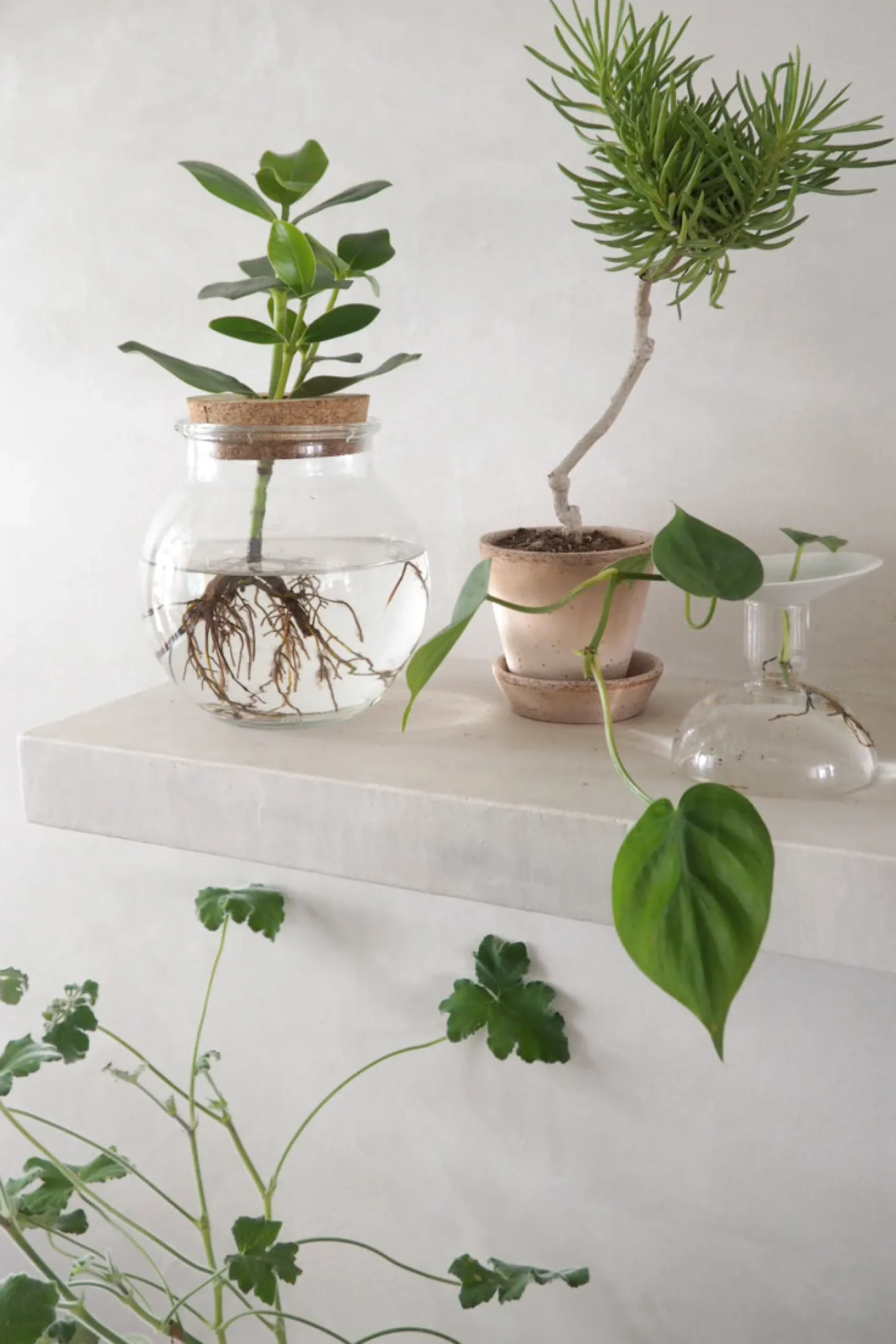 Ørkenplanter Og Knoldplanter^PLANT Senecio barbertonicus