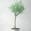 Ørkenplanter Og Knoldplanter^PLANT Senecio Talinoidem