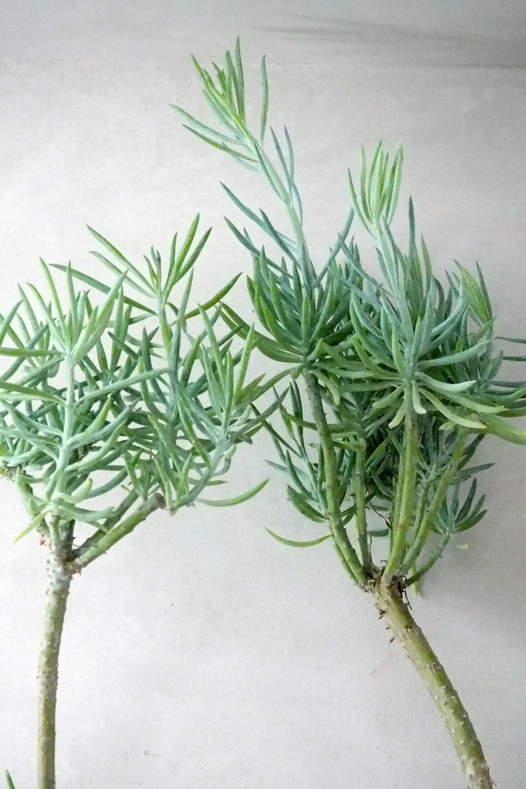 Ørkenplanter Og Knoldplanter^PLANT Senecio Talinoidem