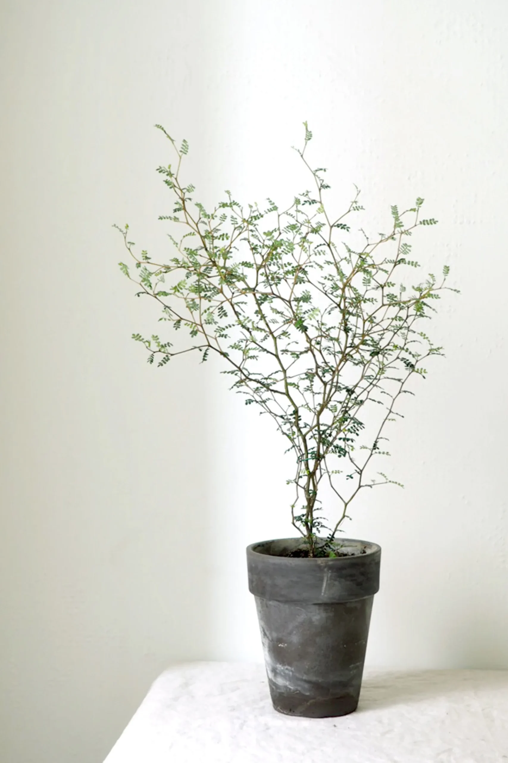 Danskavlede Planter^PLANT Sophora