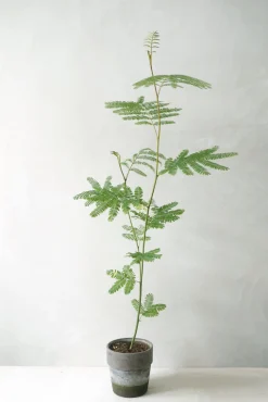 Danskavlede Planter|Sovetræer^PLANT Sovetræ