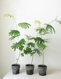 Danskavlede Planter|Sovetræer^PLANT Sovetræ