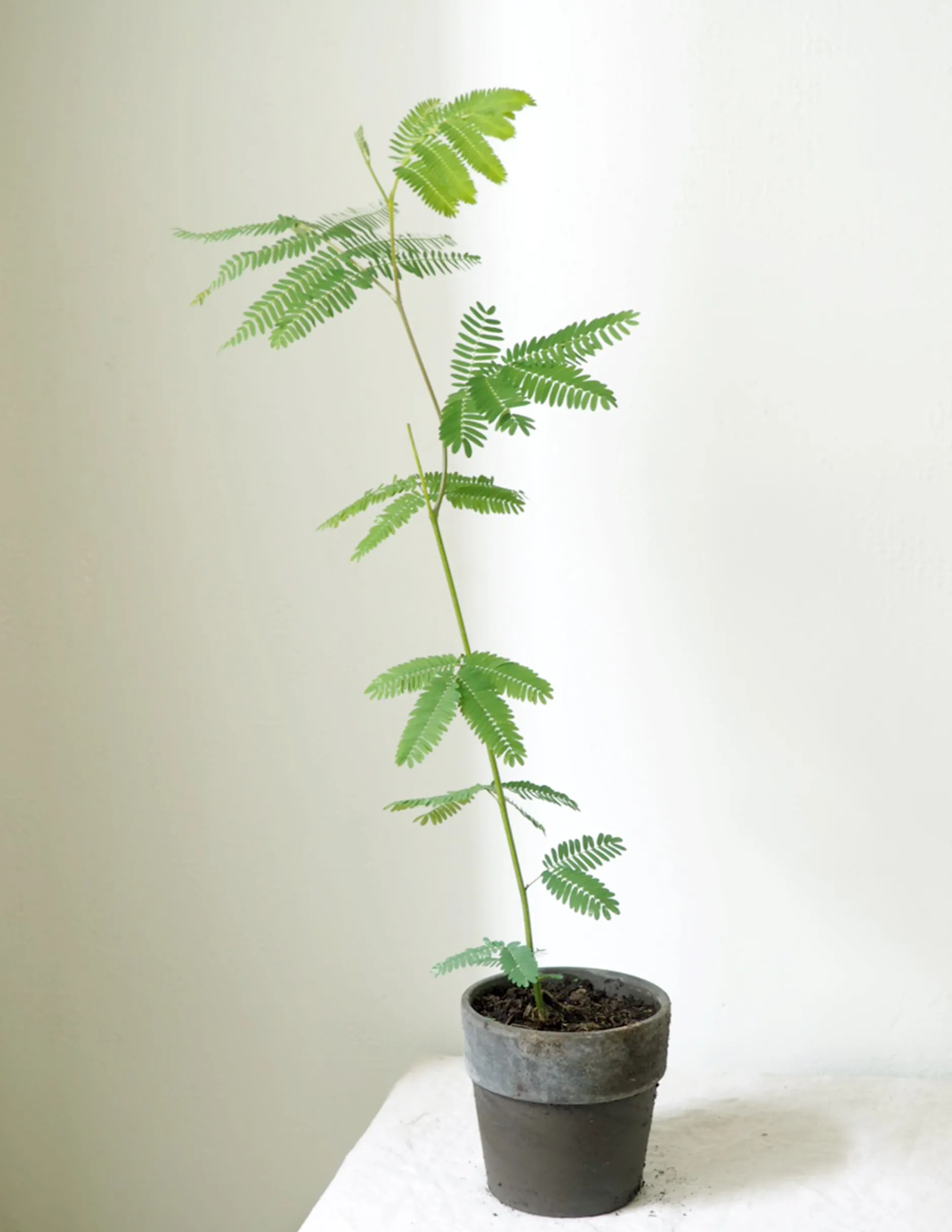 Danskavlede Planter|Sovetræer^PLANT Sovetræ
