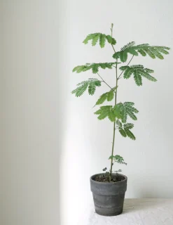 Danskavlede Planter|Sovetræer^PLANT Sovetræ