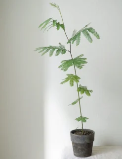 Danskavlede Planter|Sovetræer^PLANT Sovetræ