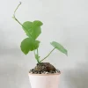 Ørkenplanter Og Knoldplanter^PLANT Stephania suberosa