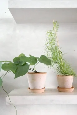 Ørkenplanter Og Knoldplanter^PLANT Stephania suberosa