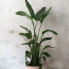 Gulvplanter Og Store Træer|Danskavlede Planter^PLANT Strelitzia Nicolai