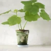 Tropiske Planter|Danskavlede Planter^PLANT Stuelind