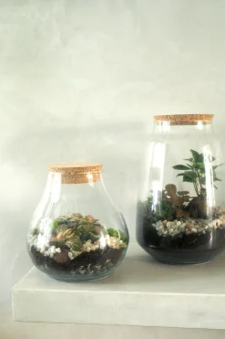 Planter Og Værktøj Til Terrarier|Håndskabte Terrarier^PLANT Terrarie med Ficus Bonsai no. 18