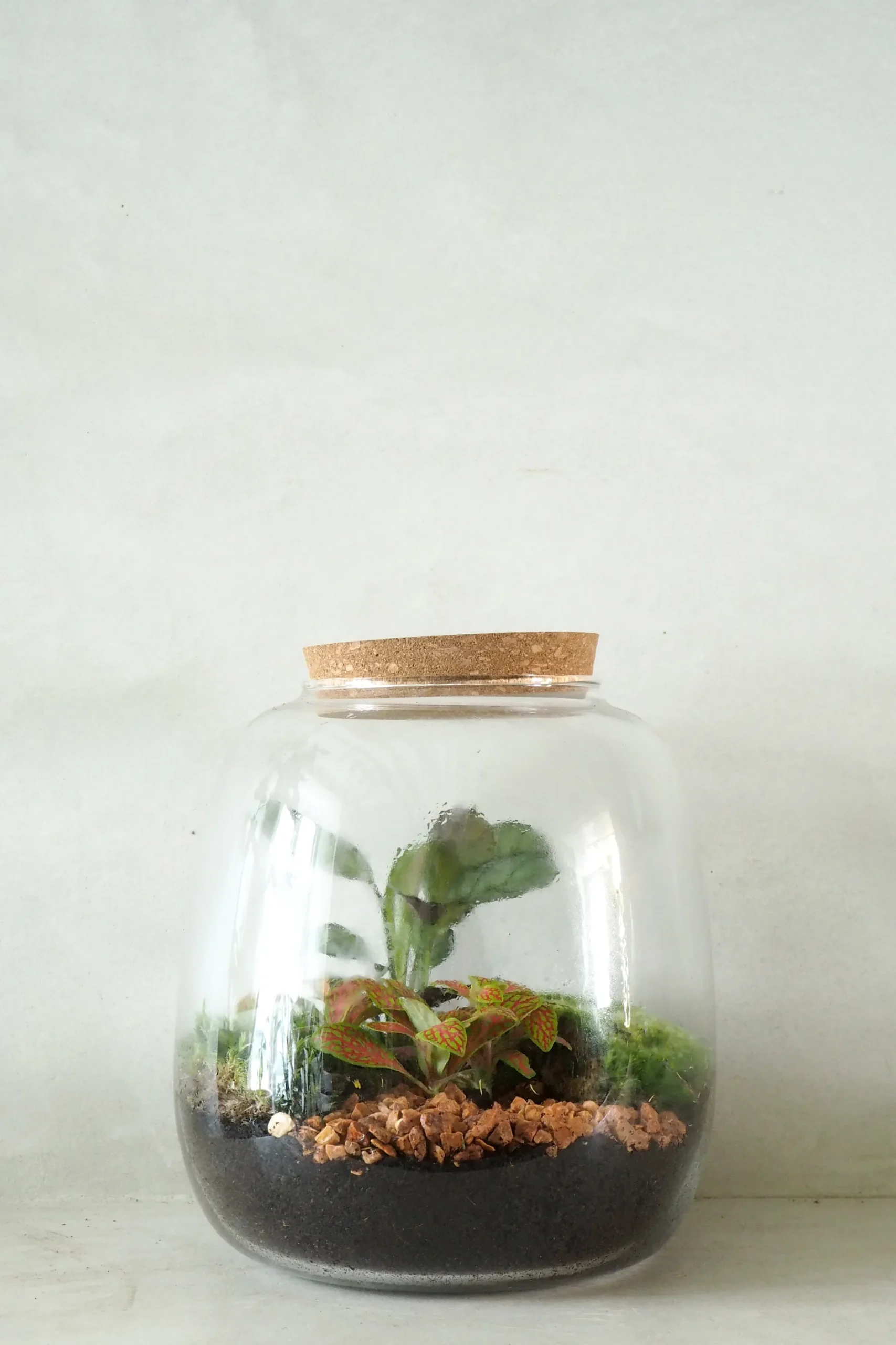Planter Og Værktøj Til Terrarier|Håndskabte Terrarier^PLANT Terrarie no. 04