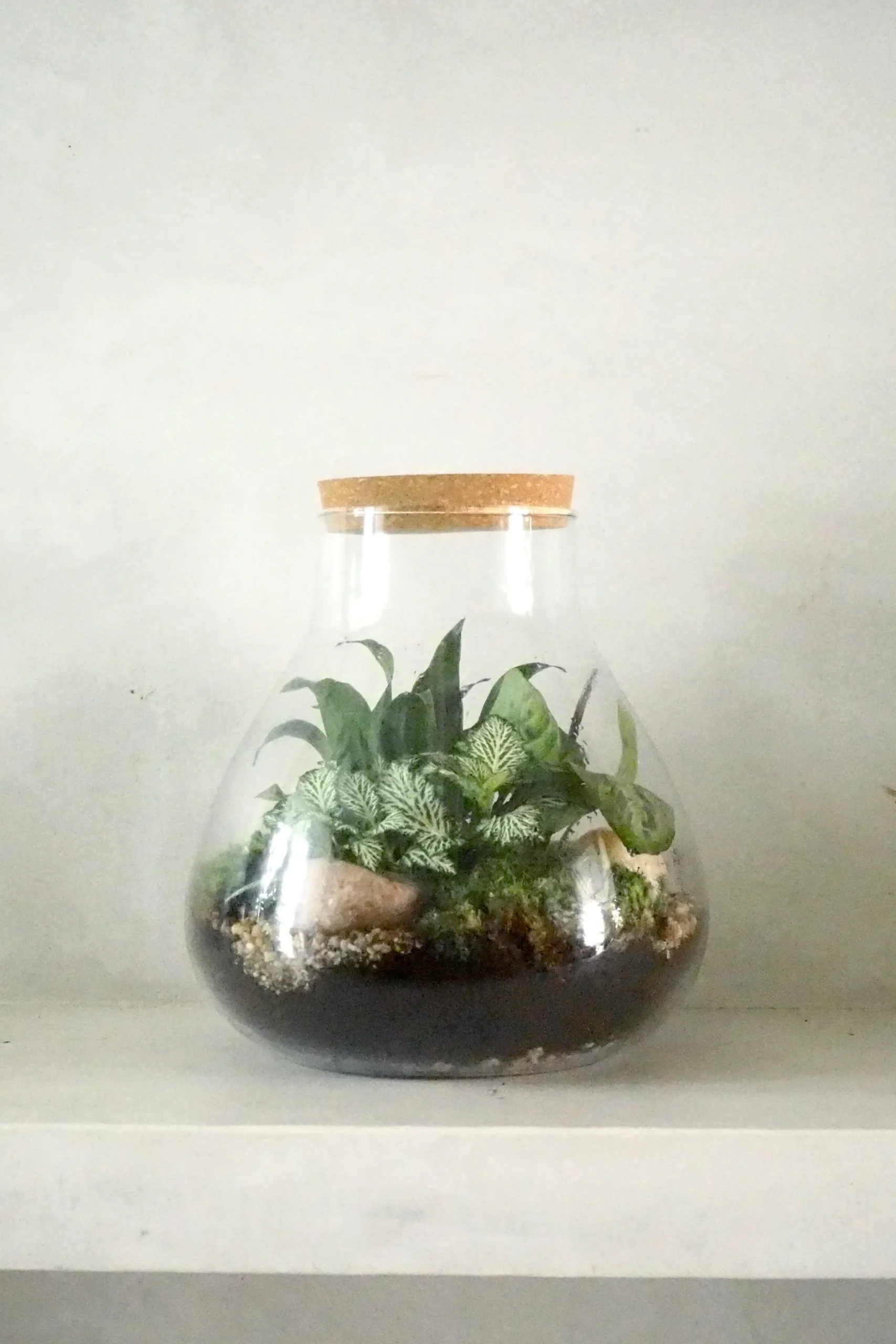 Planter Og Værktøj Til Terrarier|Håndskabte Terrarier^PLANT Terrarie no. 09