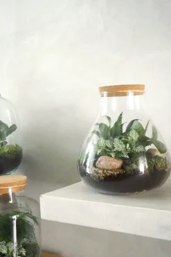 Planter Og Værktøj Til Terrarier|Håndskabte Terrarier^PLANT Terrarie no. 09