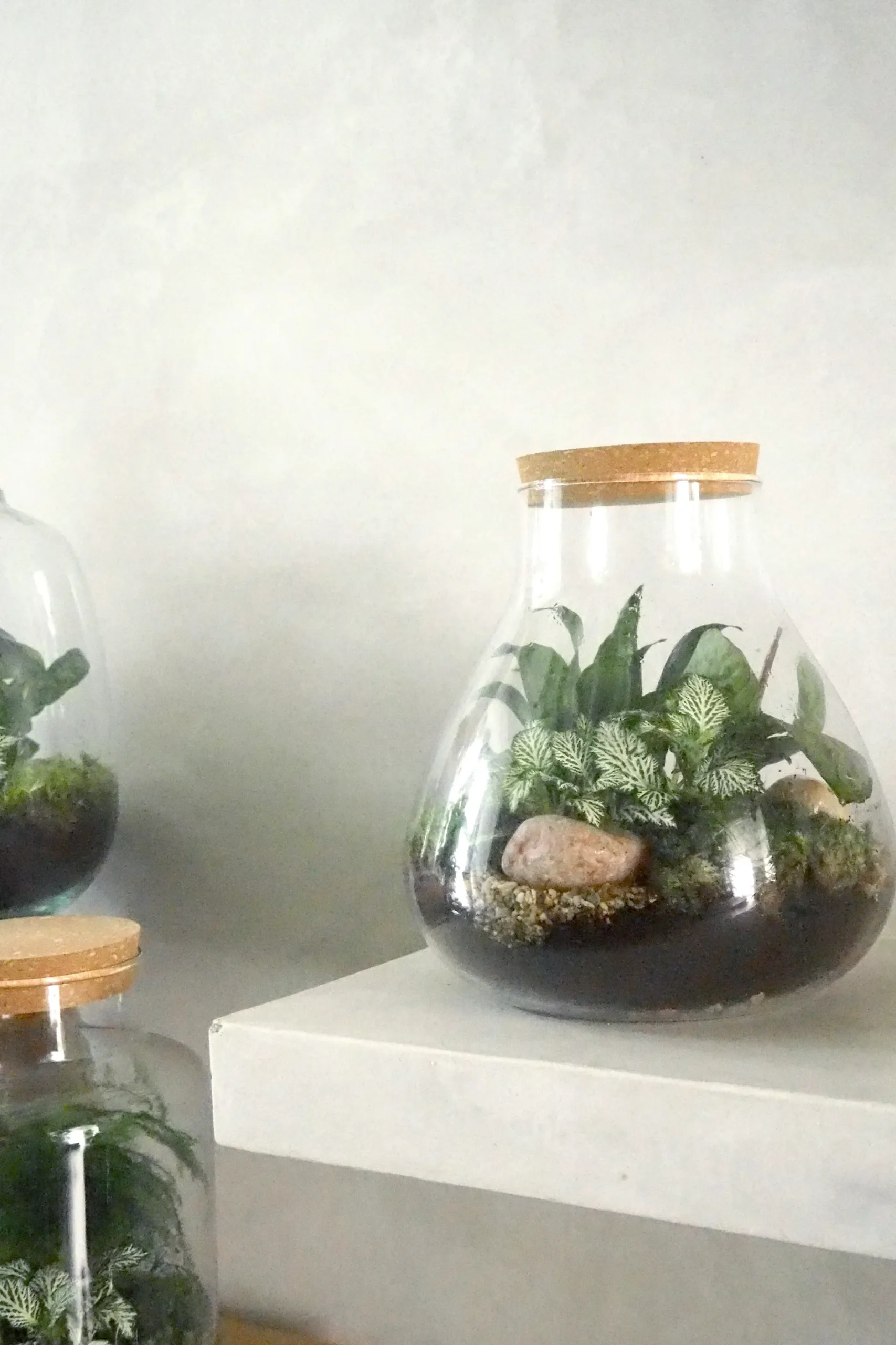 Planter Og Værktøj Til Terrarier|Håndskabte Terrarier^PLANT Terrarie no. 09