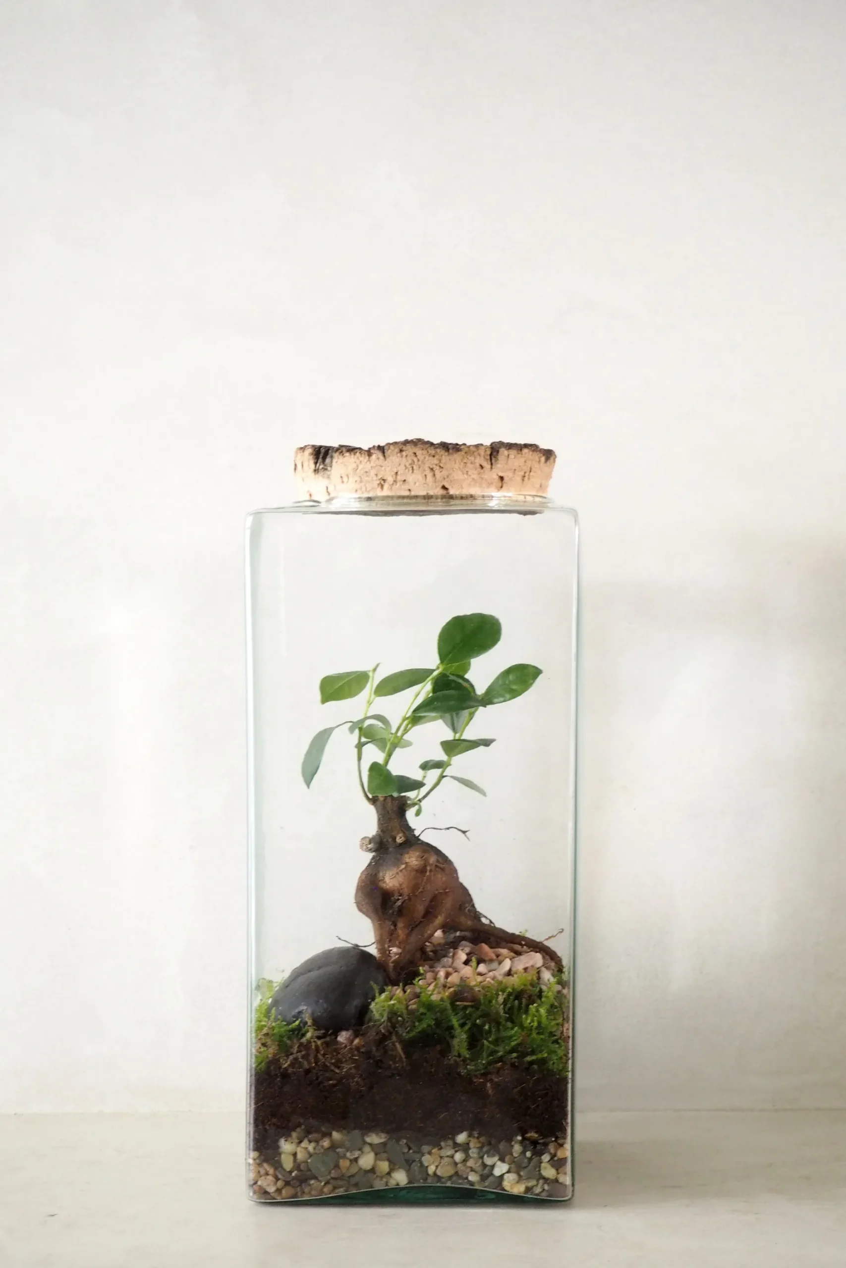Planter Og Værktøj Til Terrarier|Håndskabte Terrarier^PLANT Terrarie no. 15