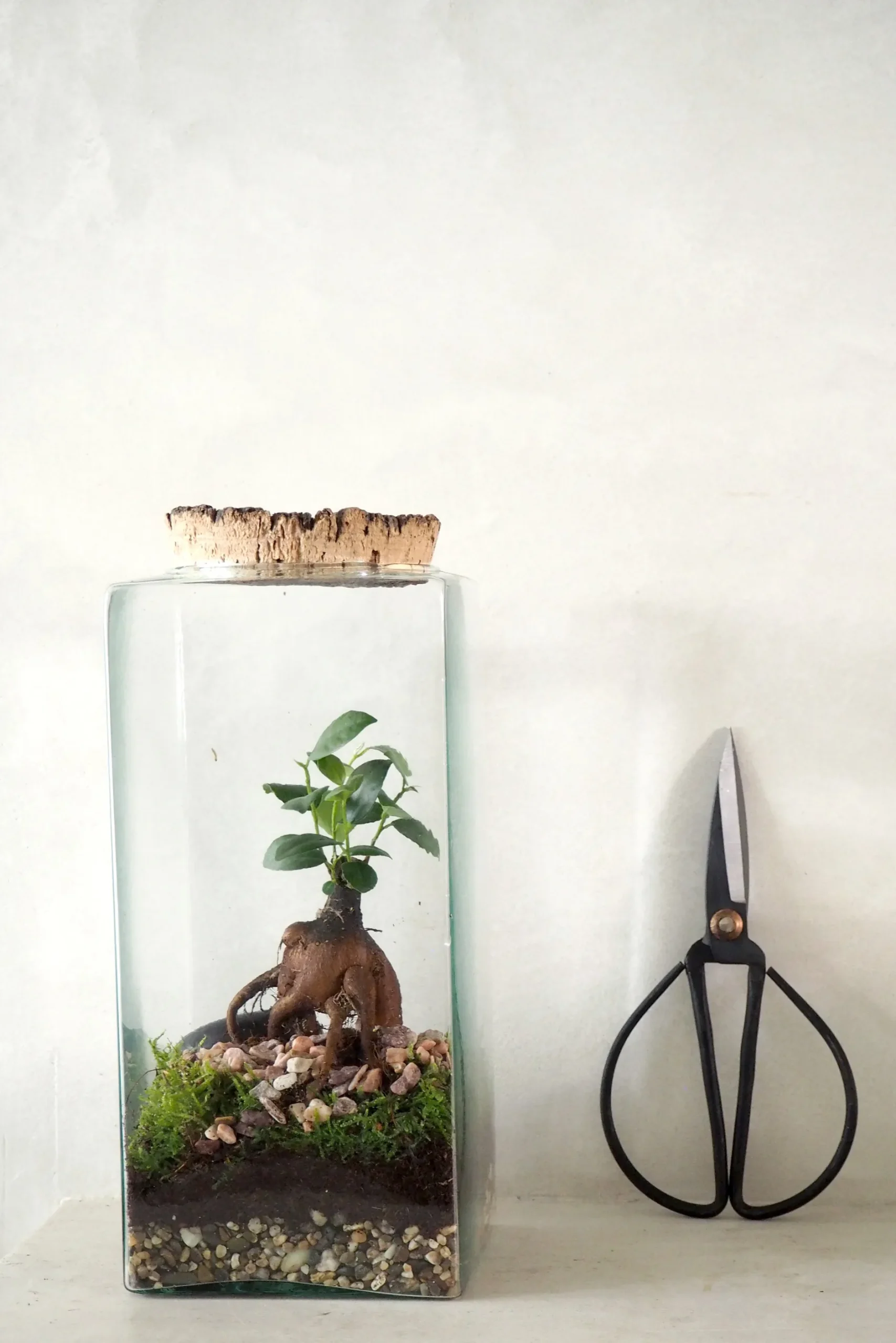 Planter Og Værktøj Til Terrarier|Håndskabte Terrarier^PLANT Terrarie no. 15