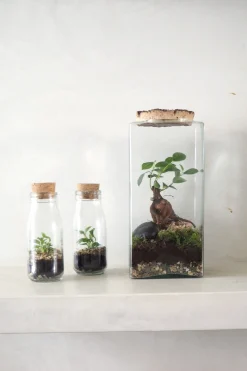 Planter Og Værktøj Til Terrarier|Håndskabte Terrarier^PLANT Terrarie no. 16