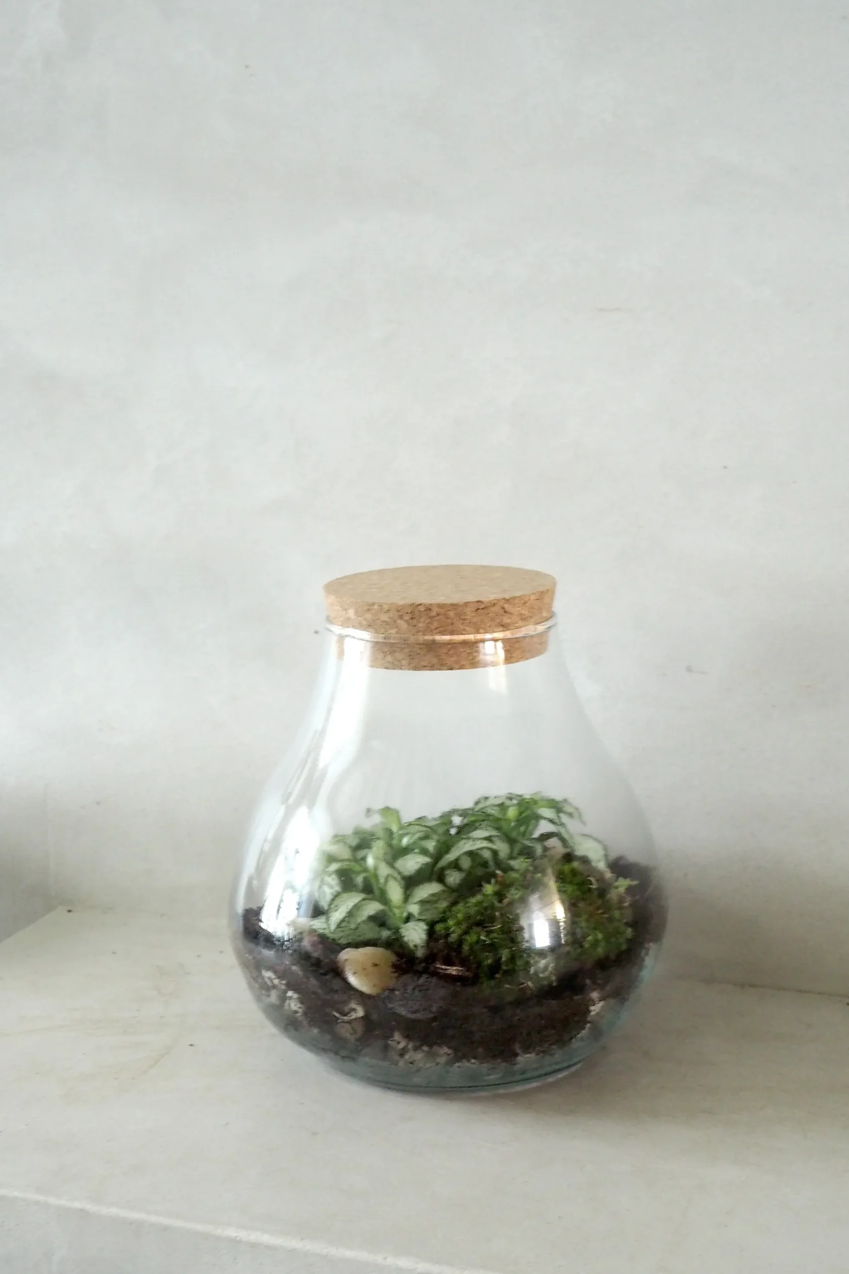 Planter Og Værktøj Til Terrarier|Håndskabte Terrarier^PLANT Terrarie no. 01