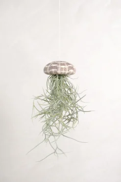 Air Plants^PLANT Tillandsia Usneoides i søpindsvin