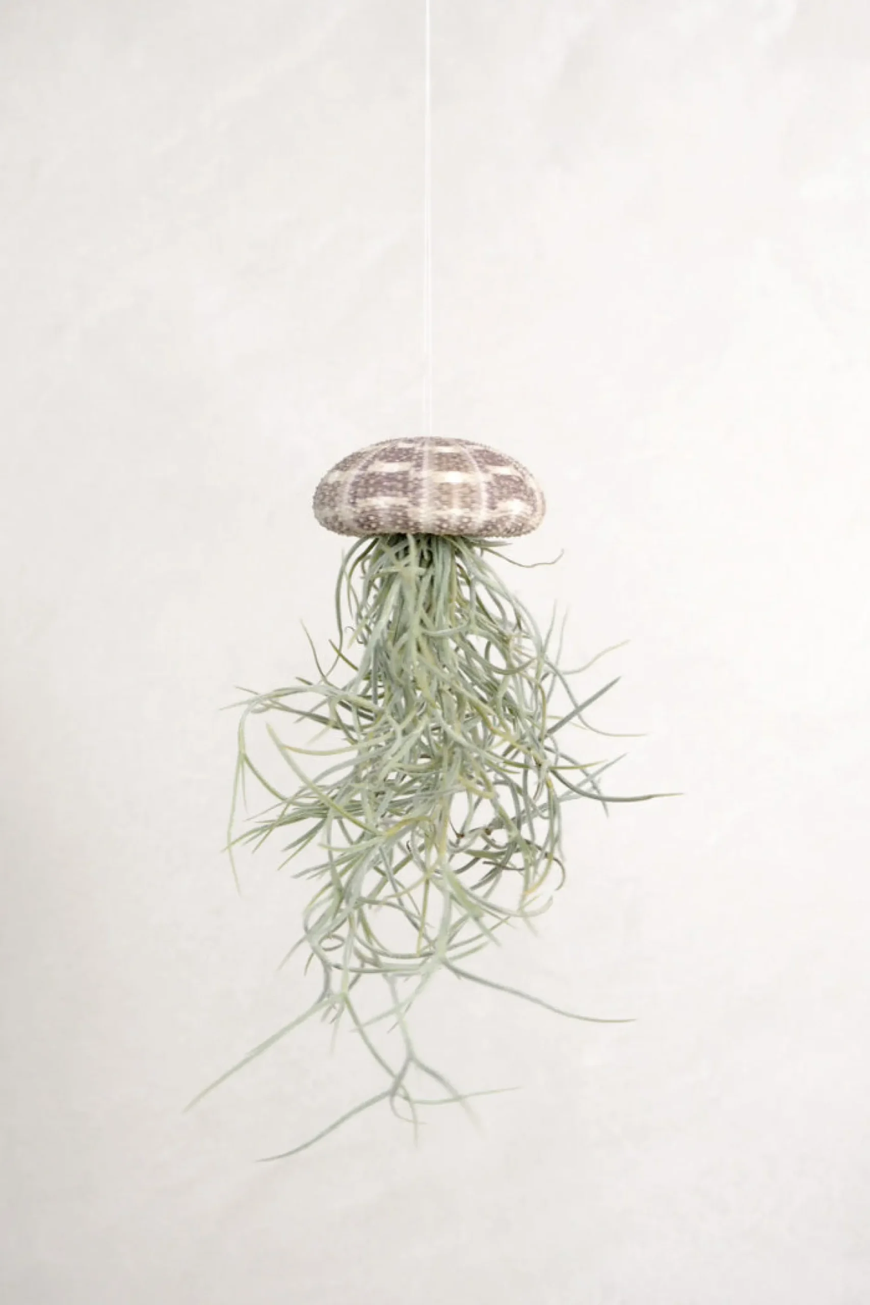 Air Plants^PLANT Tillandsia Usneoides i søpindsvin