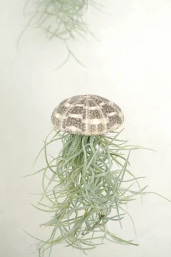 Air Plants^PLANT Tillandsia Usneoides i søpindsvin