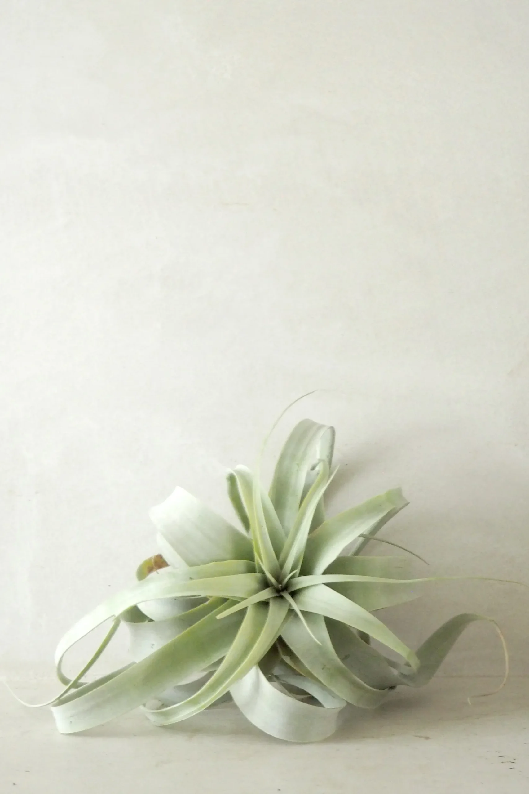 Air Plants^PLANT Tillandsia Xerographic