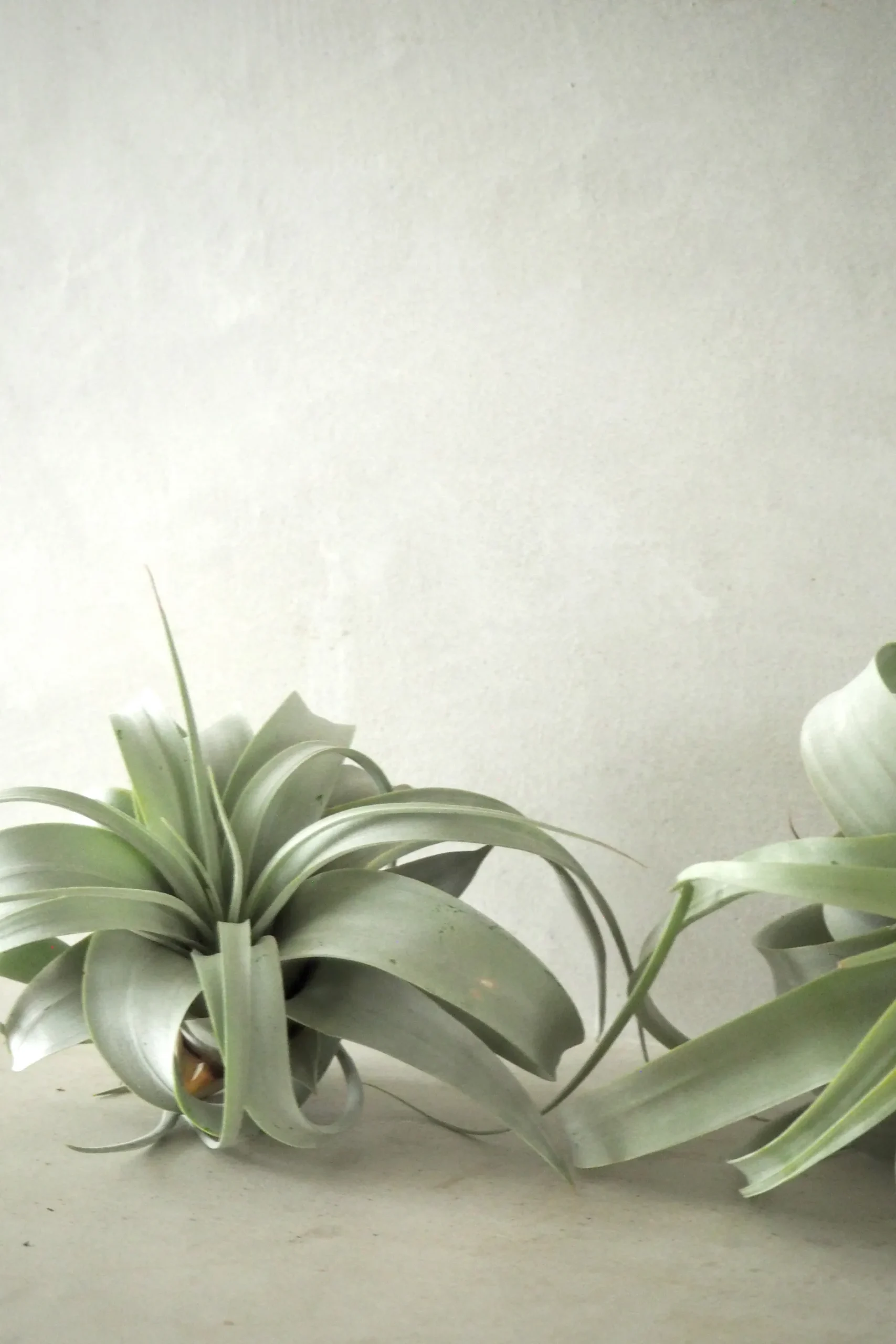 Air Plants^PLANT Tillandsia Xerographic