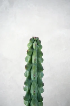 Ørkenplanter Og Knoldplanter^PLANT Titty - Myrtillocactus geometrizans