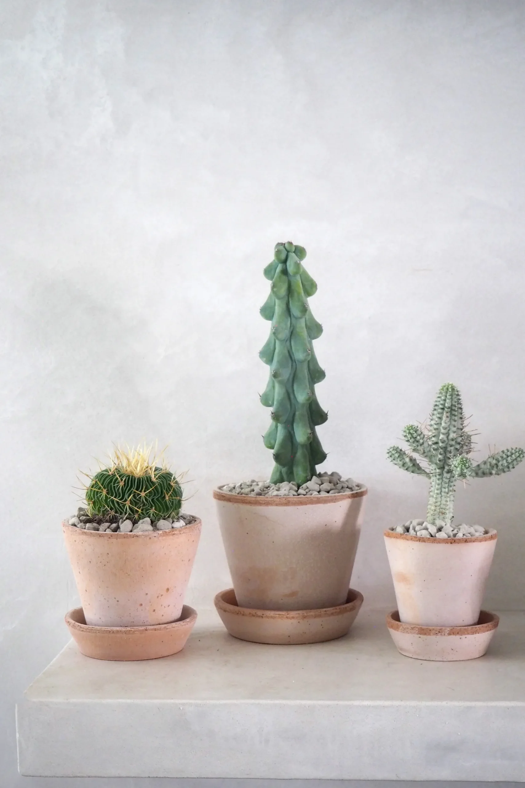 Ørkenplanter Og Knoldplanter^PLANT Titty - Myrtillocactus geometrizans