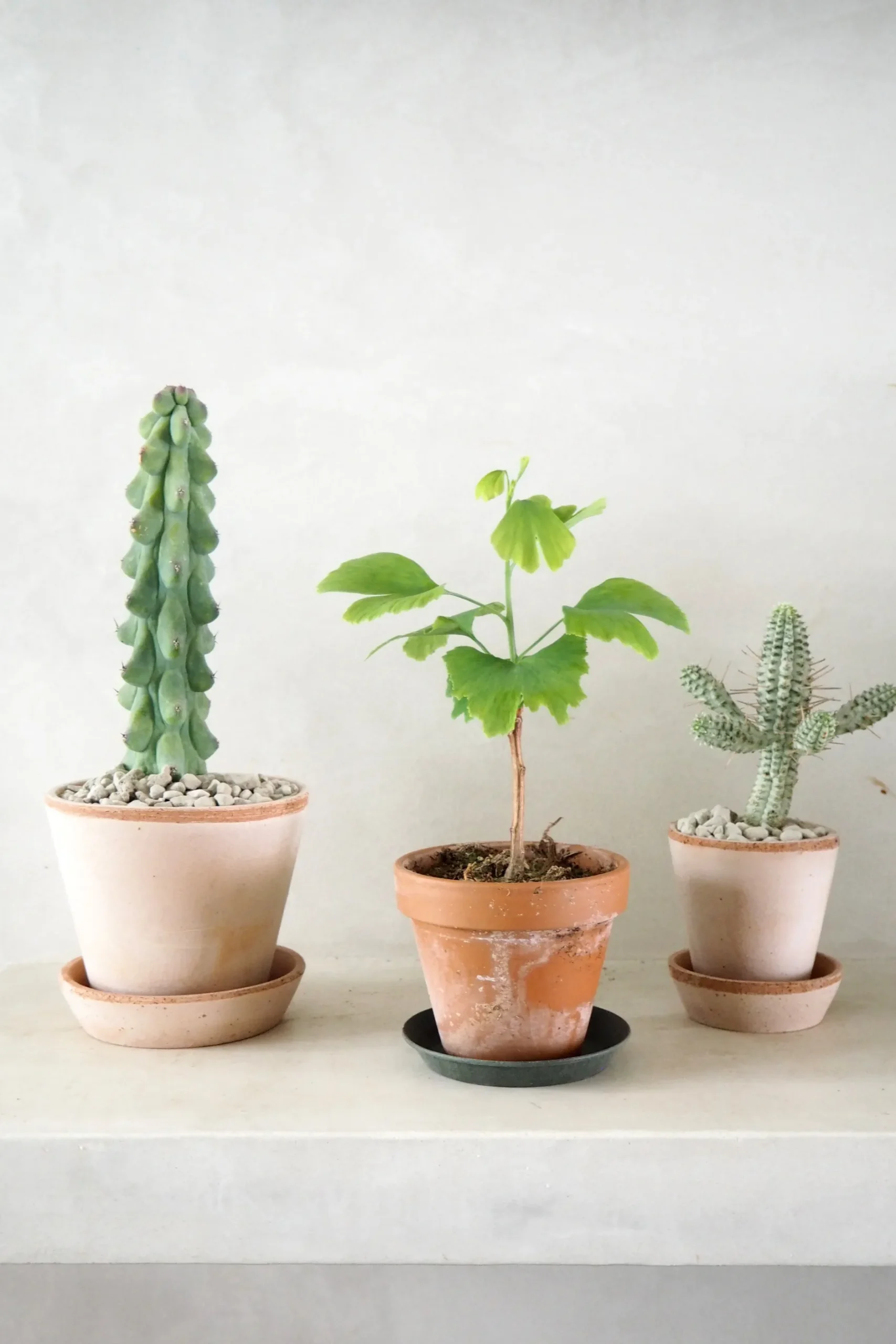Ørkenplanter Og Knoldplanter^PLANT Titty - Myrtillocactus geometrizans