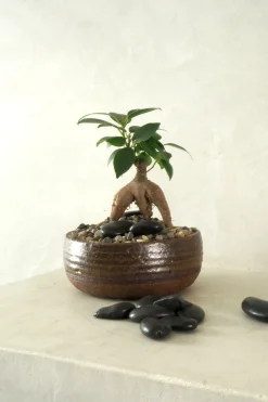 Topping Sten|Jord Og Omplantning^PLANT Topping sten - Sort