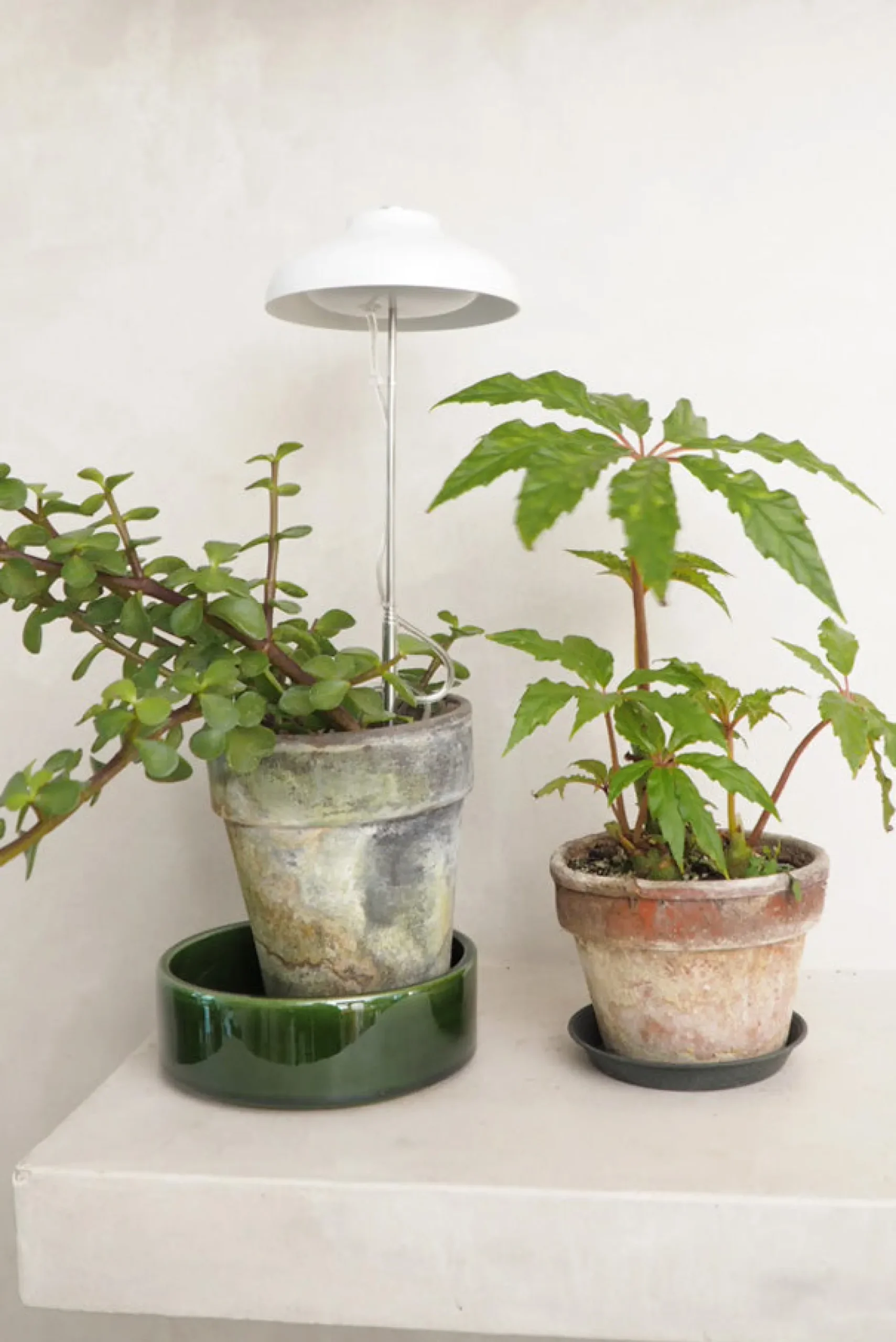Plantelys Og Vækstlys^PLANT Vækstlampe, LED